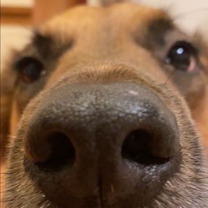 Meet your Posher, Savannah